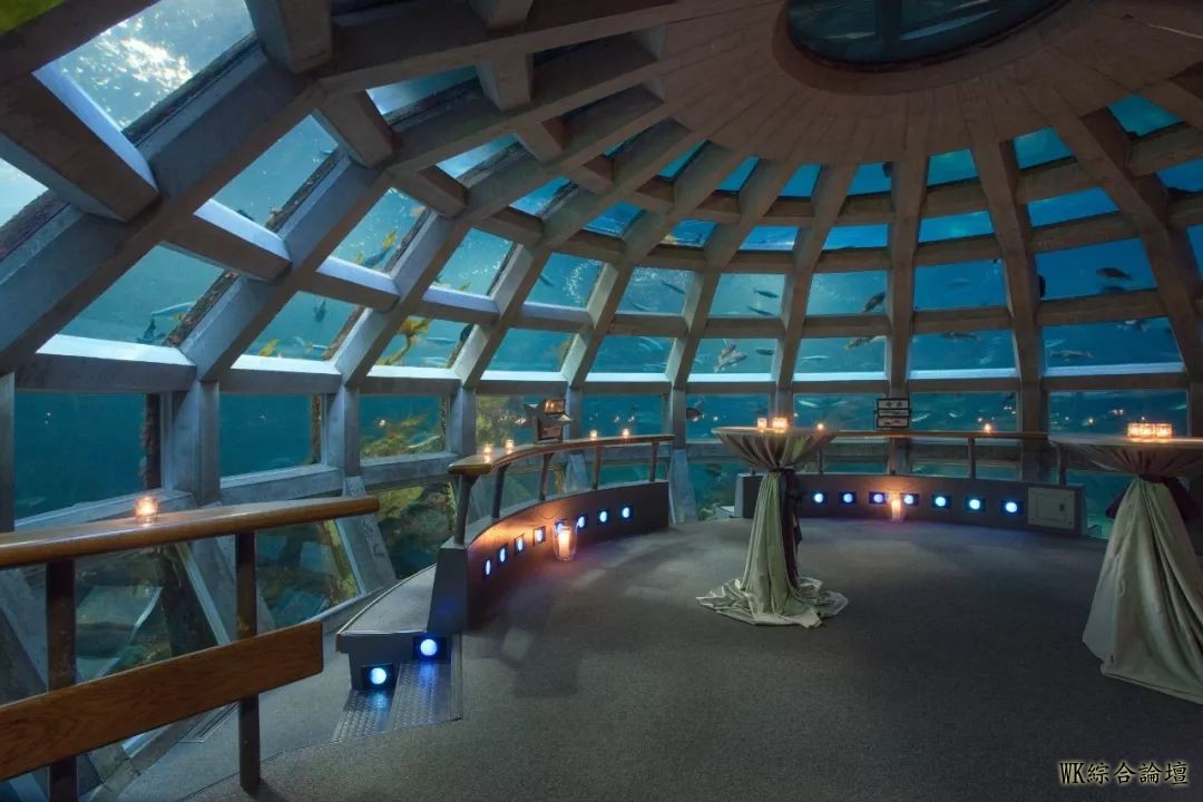 【西雅图周末好去处】水族馆成人游泳、Lady 12时尚秀、Jubilee Teach圣诞树拍卖活动-5.jpg